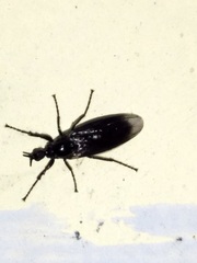 Bibionidae