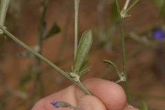 Dampiera oligophylla