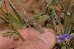 Dampiera oligophylla