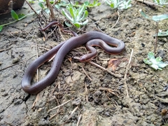 Lycodonomorphus rufulus