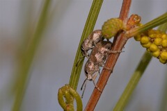 Entiminae