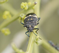 Aplerotus maculatus