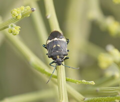 Aplerotus maculatus