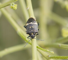 Aplerotus maculatus