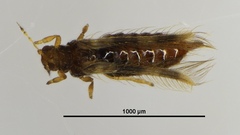 Thripidae