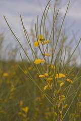 Acacia sibina
