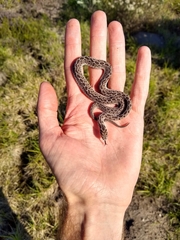 Dasypeltis scabra