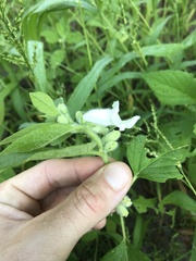 Sesamum indicum