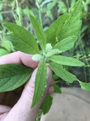 Sesamum indicum