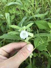 Sesamum indicum