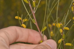 Acacia sibina