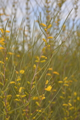 Acacia sibina