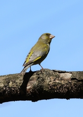 Chloris chloris