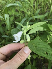 Sesamum indicum