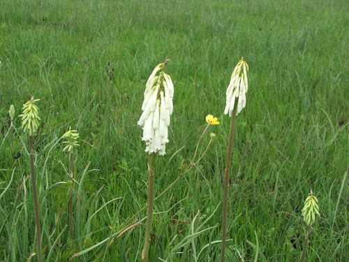Kniphofia insignis