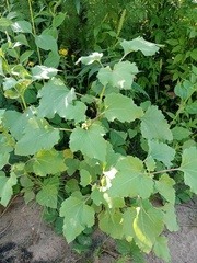 Xanthium orientale riparium