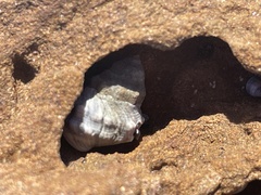 Nodilittorina pyramidalis