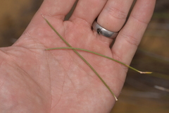 Acacia sibina