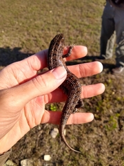 Trachylepis capensis