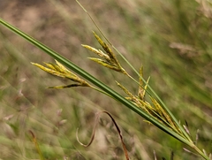 Cyperus tenuiculmis