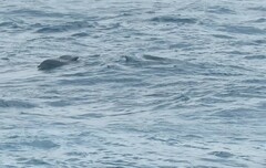 Tursiops