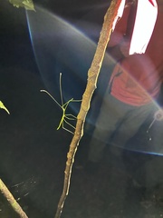 Sipyloidea rentzi