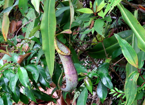 Pitcher plant (Nepenthes macrovulgaris)