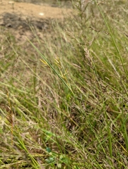 Cyperus tenuiculmis