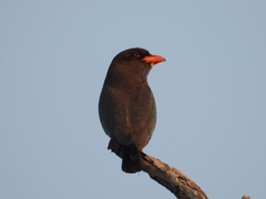 Eurystomus orientalis