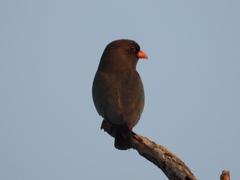 Eurystomus orientalis