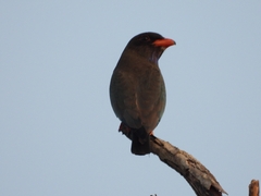 Eurystomus orientalis