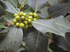 Ilex aquifolium