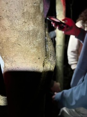 Cormocephalus