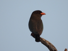 Eurystomus orientalis