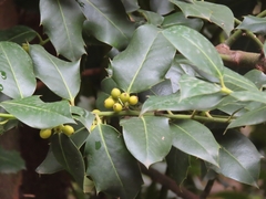 Ilex aquifolium