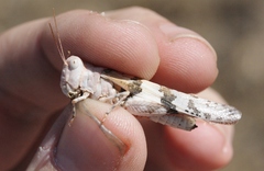 Trimerotropis californica