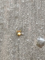 Araniella displicata