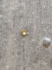 Araniella displicata