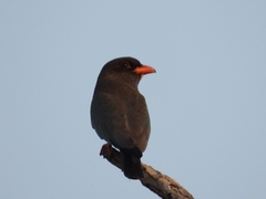 Eurystomus orientalis