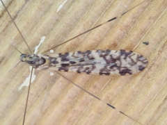 Discobola australis