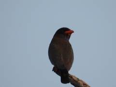 Eurystomus orientalis