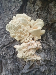 Laetiporus sulphureus