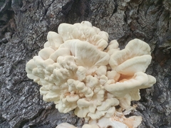 Laetiporus sulphureus