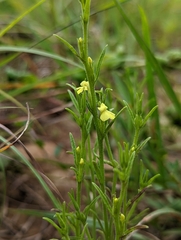 Striga asiatica
