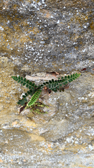 Asplenium ceterach