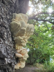 Laetiporus sulphureus