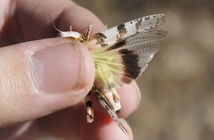 Trimerotropis californica