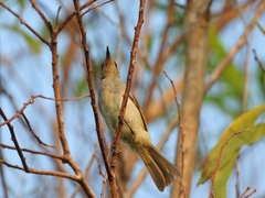 Conopophila