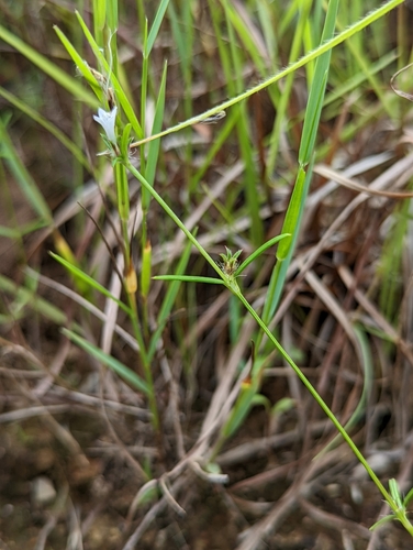 Hedyotis pinifolia observed 2022-09-14