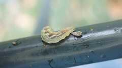 Syrphus
